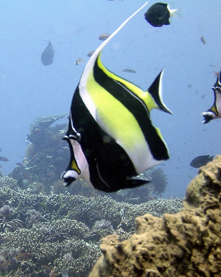 Butterfly Fish, Bali