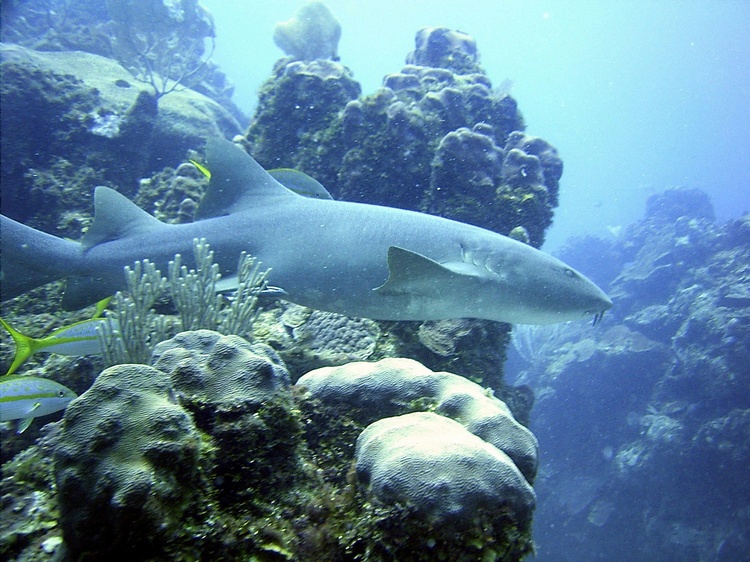 Nurse Shark, Belize