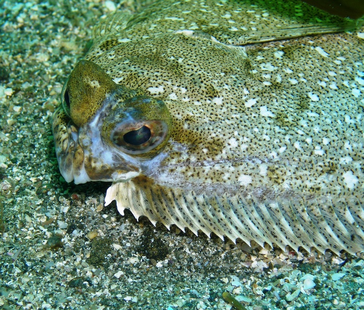 Flounder, Catalina