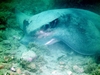 Bat Ray eating, Catalina