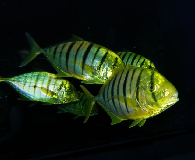 Juvenile Travallys