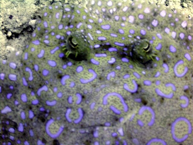 Peacock Flounder eyes in Belize