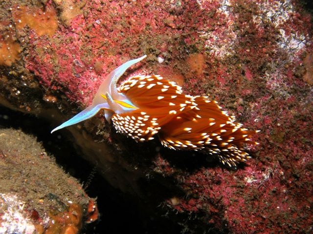 Hermissenda crassicornis Catalina Island