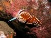 Hermissenda crassicornis Catalina Island