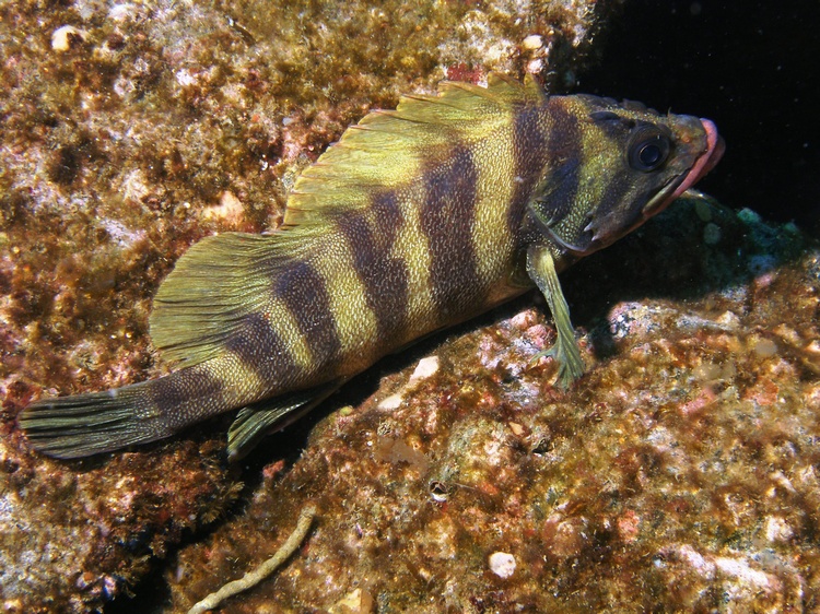 Treefish, Catalina Island