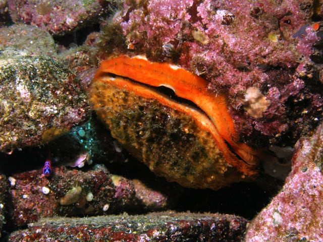 Rock Scallop, Catalina Island