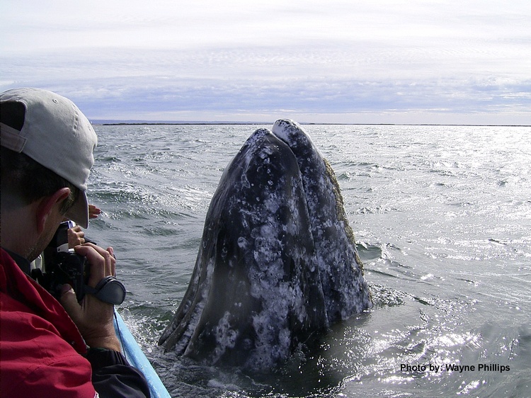 Friend Steve photographing spy-hopping whale in Baja