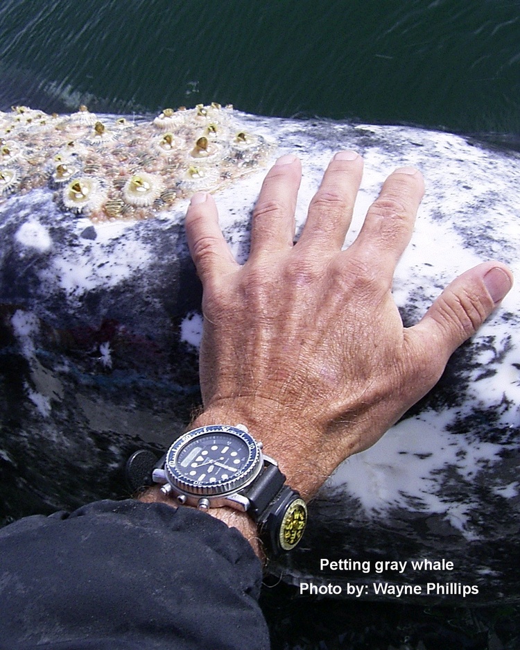 Me and gray whale in Baja