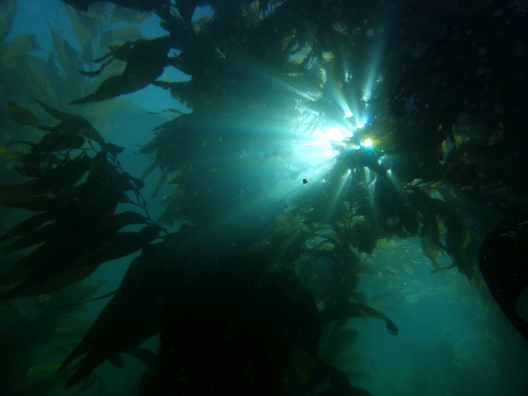 Channel Islands kelp forest