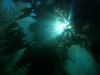 Channel Islands kelp forest