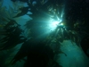Channel Islands kelp forest