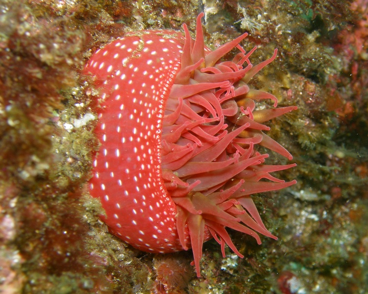 White-Spotted Rose Anenome Channel Islands