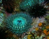 Giant Green Anenomes Channel Islands