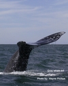 Grayb Whale Tail