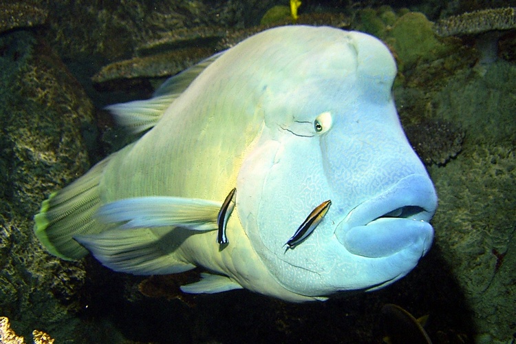 Nepoleon Wrasse