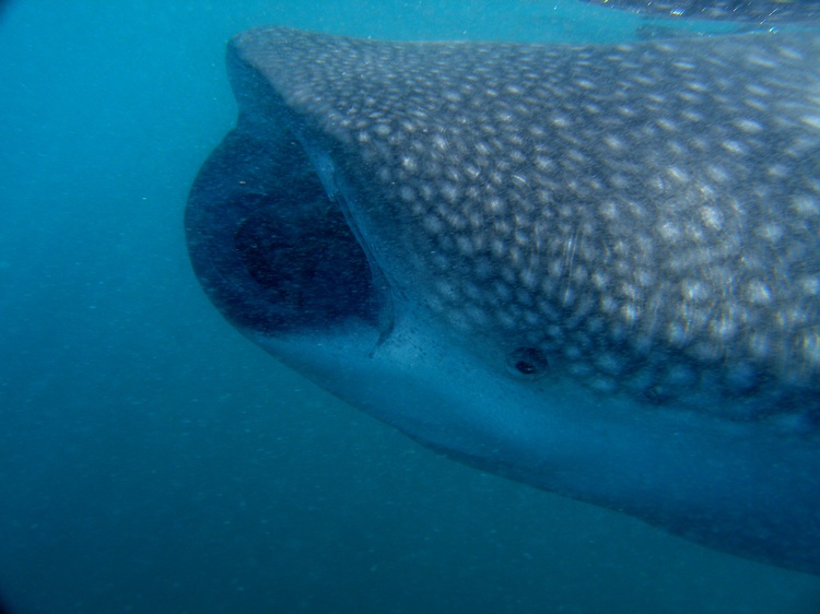 Whale Shark in Baja