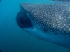 Whale Shark in Baja