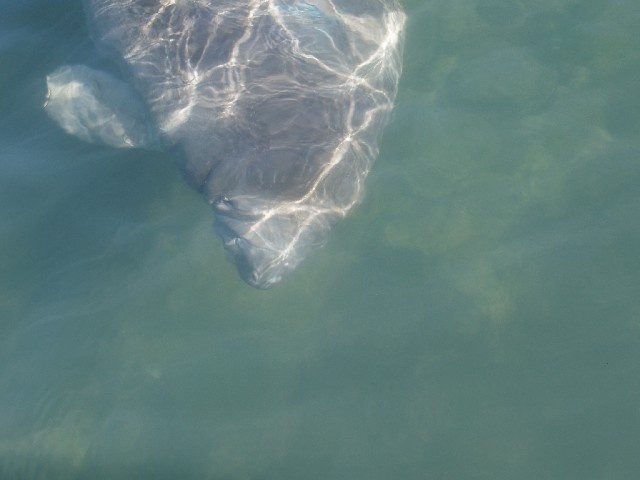 Manatee