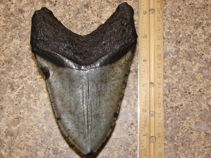 Meg tooth from Cooper River