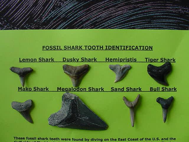 Know Your Shark Teeth