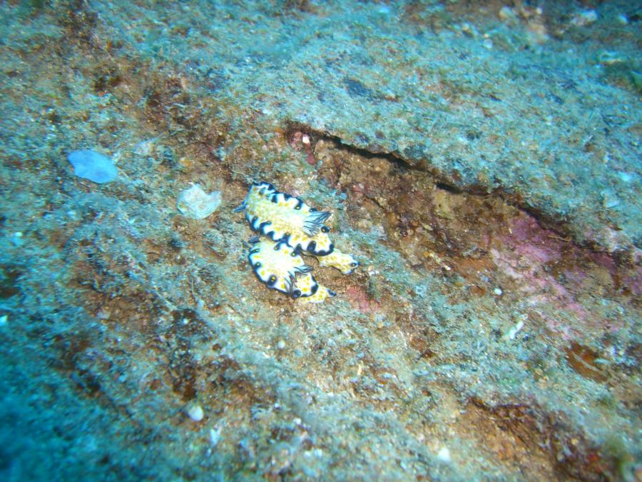 Sea Slugs