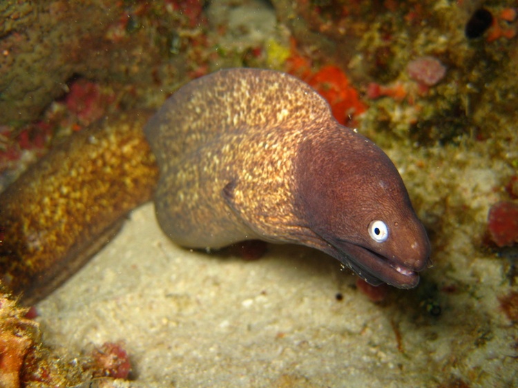 Moray