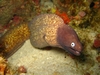 Moray