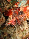 Lion fish