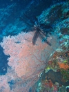Feather Star on Huge Fan Coral