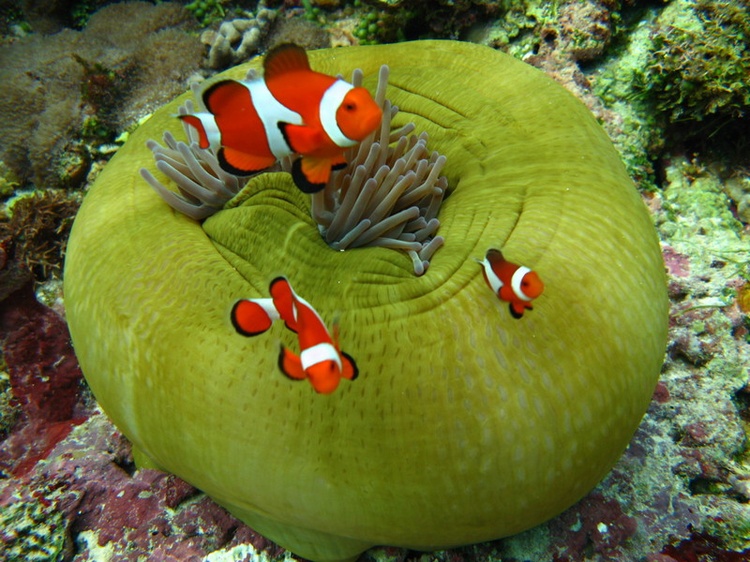 Clown Fish 