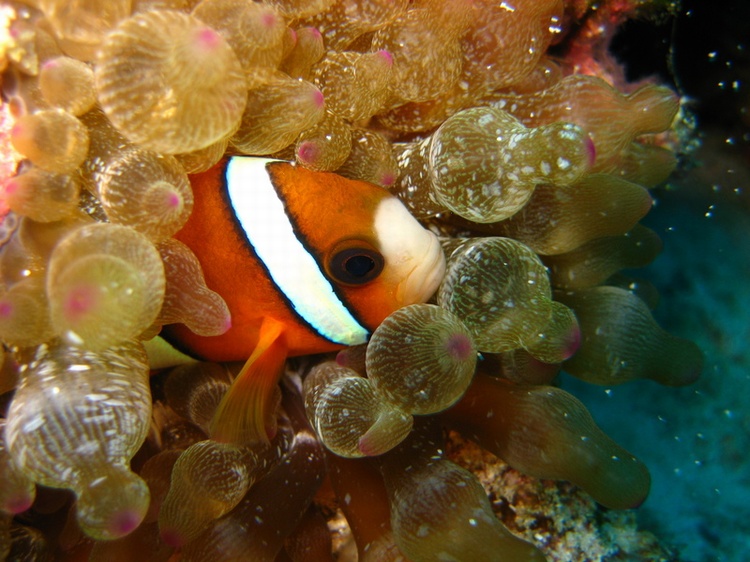 Rare.. Still... Clown fish - Macro Shot