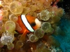 Rare.. Still... Clown fish - Macro Shot