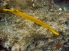 Needlefish at Makaha