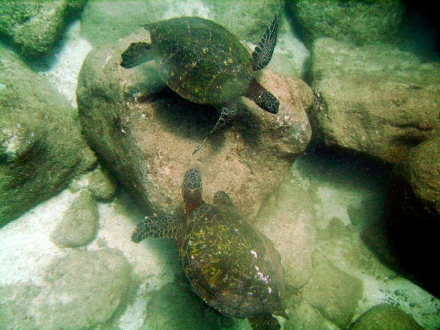 2 turtles dancing at Sharks Cove