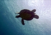 Turtle Overhead