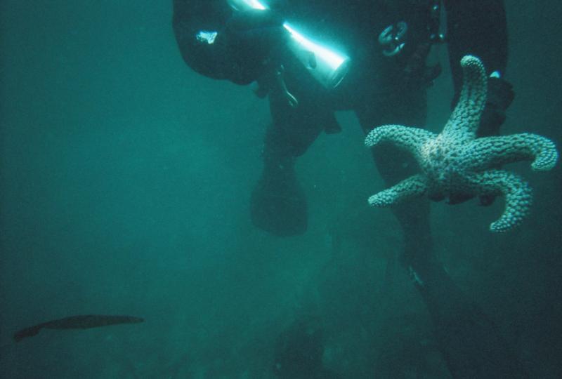 Starfish at La Jolla cove