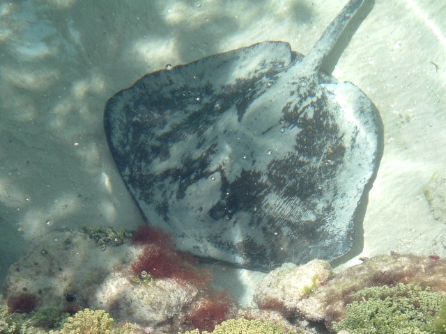 sting ray   st. thomas