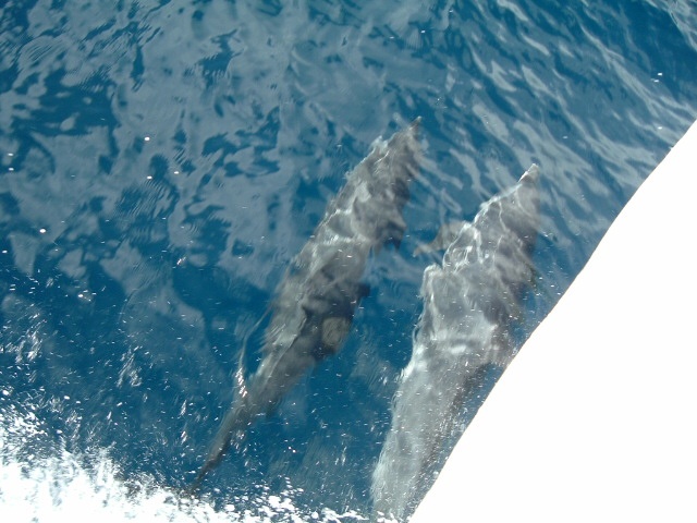 dolphins in dominica