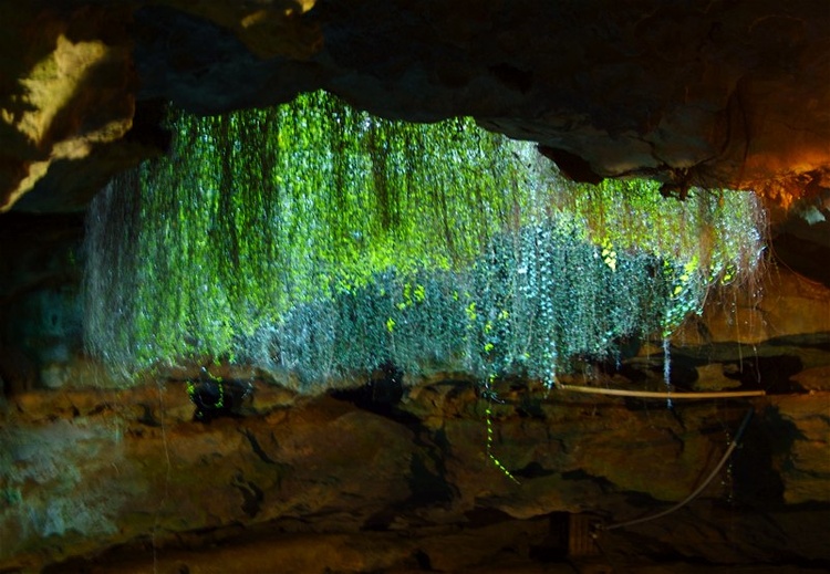 Vines through the opening