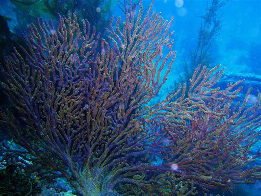 Gorgonian