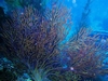 Gorgonian