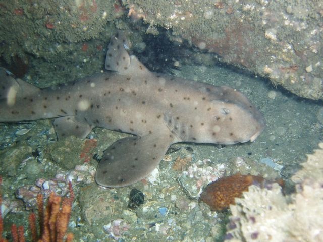 Little Horn Shark