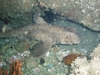 Little Horn Shark