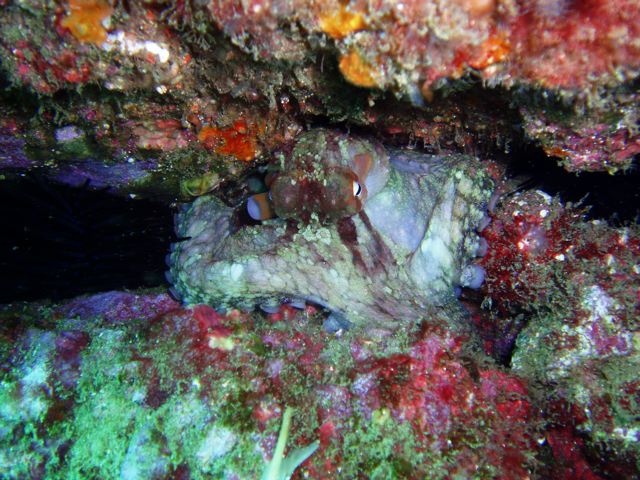 Octopus in his garden