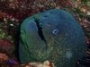 A Moray Smile