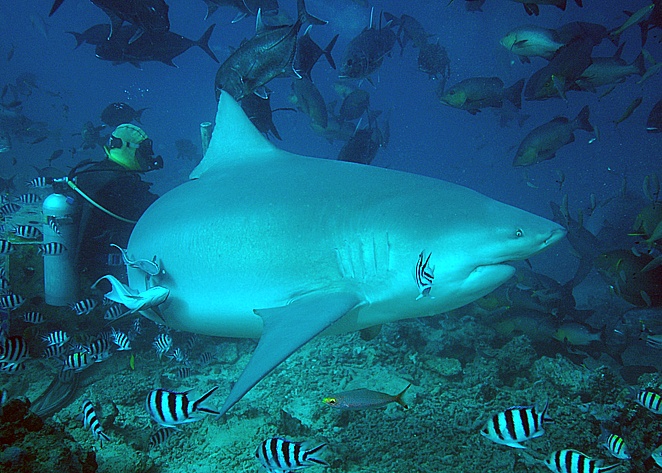 some quick snaps from my Fiji dives, more to come...