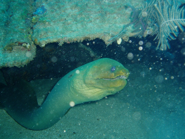 Moray - Roatan, Honduras