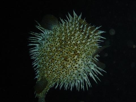 Puffer - Roatan, Honduras