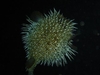 Puffer - Roatan, Honduras