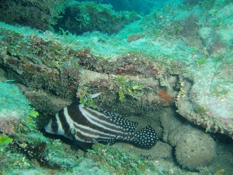 Spotted Drum - Roatan, Honduras Jan `07